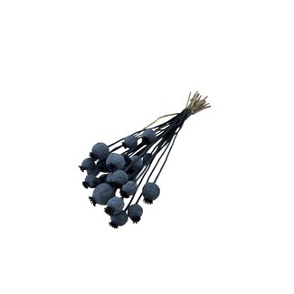 Dutch Dried Pavot Somniferum noir fleurs séchées | Longueur ± 65 centimètres | Poids ± 200 grammes