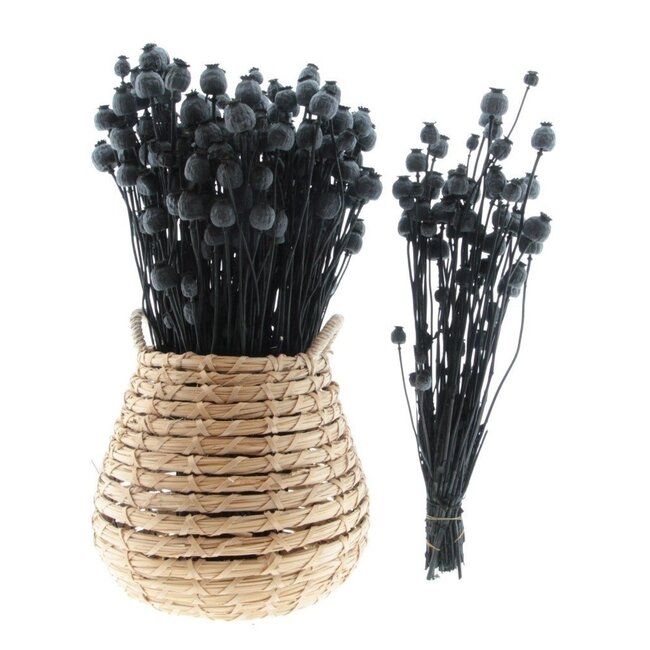 Pavot Somniferum noir fleurs séchées | Longueur ± 65 centimètres | Poids ± 200 grammes