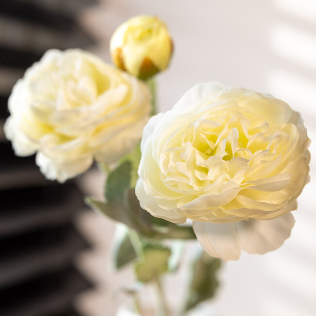 Renoncules Blanches | Renoncules ou Boutons d'or fleurs artificielles | Longueur ± 50 centimètres | Avec 3 fleurs par tige