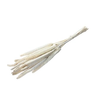 Casa Alegria Wit gebleekte Babala droogbloemen | Lengte ± 65 centimeter | Per 15 takken