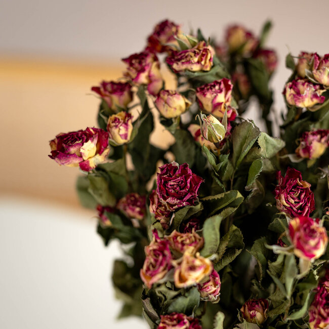 Naturel rood-roze-wit gedroogde Trosrozen | Spray Rose droogbloemen | Lengte ± 50 centimeter | Per 10 rozen