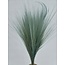 Light blue Barba de Bode dried flowers | Length ± 55 centimetres | Weight ± 50 grams