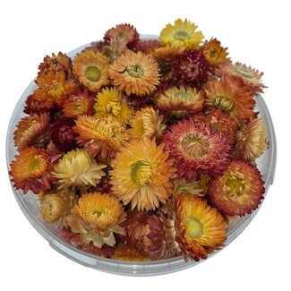 Dutch Dried Heads of Salmon-Coloured Helichrysum - Strawflowers | In resealable bucket | Weight ± 100 grams