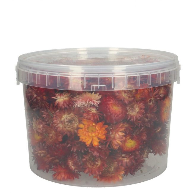 Koppen Rode Helichrysum - Strobloemen | In hersluitbare emmer | Gewicht ± 100 gram