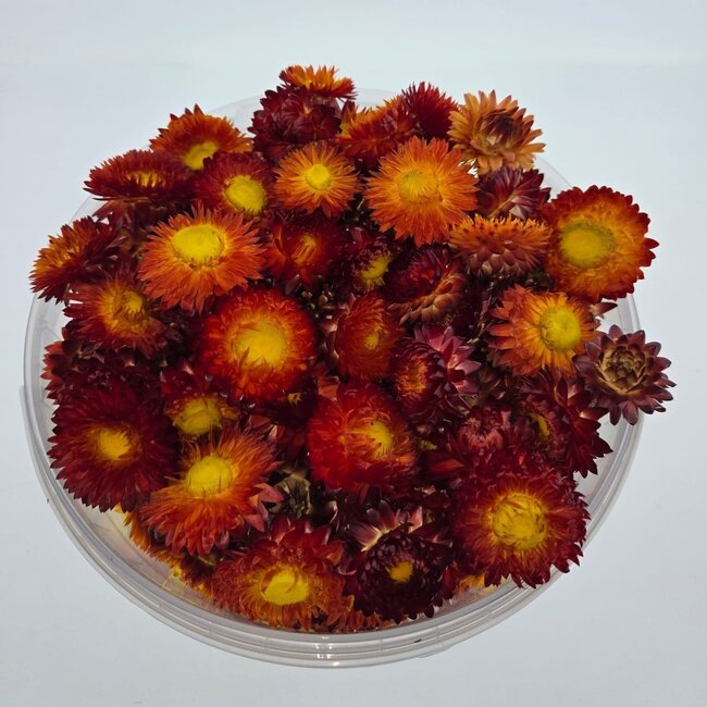 Köpfe Rotes Helichrysum - Strohblumen | In wiederverschließbarem Eimer | Gewicht ± 100 Gramm