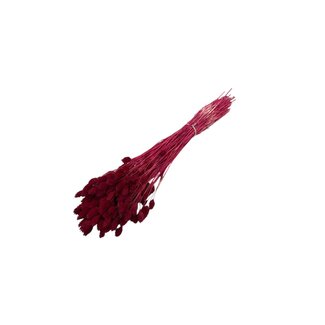 Casa Alegria Phalaris rouge fleurs séchées | Longueur ± 65 centimètres | Poids ± 150 grammes