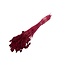 Red Phalaris dried flowers | Length ± 65 centimetres | Weight ± 150 grams