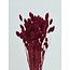 Red Phalaris dried flowers | Length ± 65 centimetres | Weight ± 150 grams