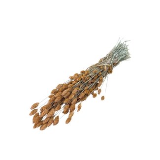 Dutch Dried Salmon-coloured Phalaris dried flowers | Length ± 65 centimetres | Weight ± 150 grams
