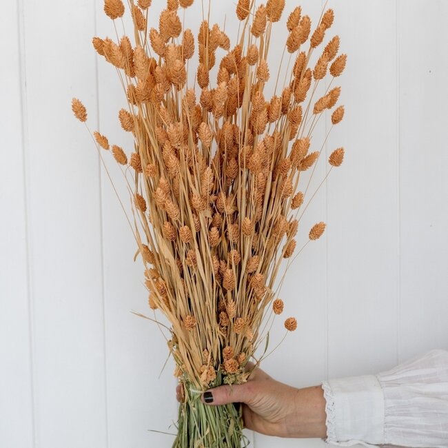 Lachsfarbene Phalaris Trockenblumen | Länge ± 65 Zentimeter | Gewicht ± 150 Gramm