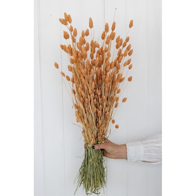 Salmon-coloured Phalaris dried flowers | Length ± 65 centimetres | Weight ± 150 grams
