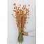 Salmon-coloured Phalaris dried flowers | Length ± 65 centimetres | Weight ± 150 grams
