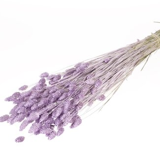 Dutch Dried Lilac Misty Phalaris droogbloemen | Lengte ± 65 centimeter | Gewicht ± 150 gram