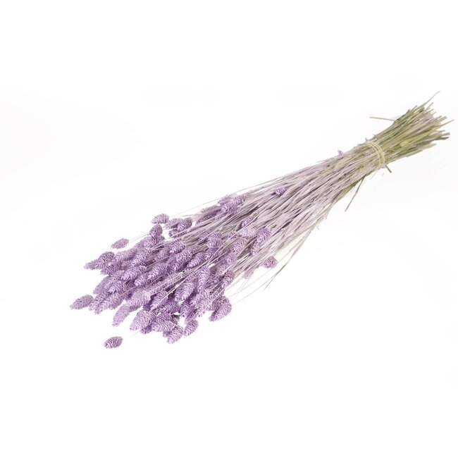 Lilac Misty Phalaris dried flowers | Length ± 65 centimetres | Weight ± 150 grams