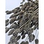 Grey Misty Phalaris dried flowers | Length ± 65 centimetres | Weight ± 150 grams