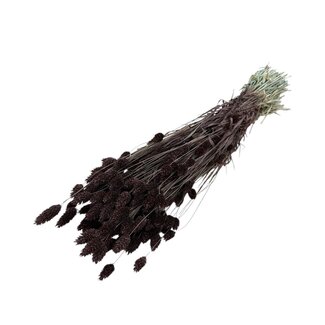 Dutch Dried Bruine Phalaris droogbloemen | Lengte ± 65 centimeter | Gewicht ± 150 gram