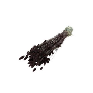 Dutch Dried Braune Phalaris Trockenblumen | Länge ± 65 Zentimeter | Gewicht ± 150 Gramm