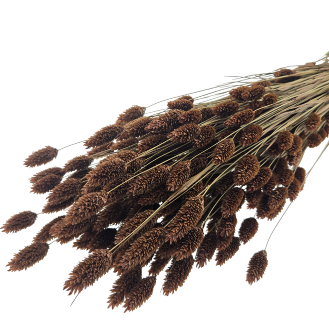 Brown Phalaris dried flowers | Length ± 65 centimetres | Weight ± 150 grams