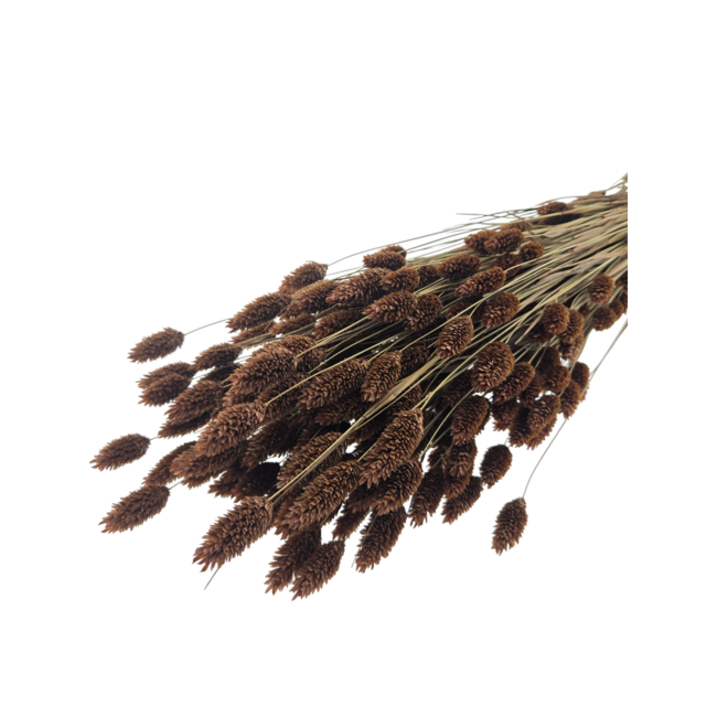 Brown Phalaris dried flowers | Length ± 65 centimetres | Weight ± 150 grams