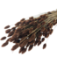Brown Phalaris dried flowers | Length ± 65 centimetres | Weight ± 150 grams