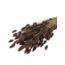 Brown Phalaris dried flowers | Length ± 65 centimetres | Weight ± 150 grams