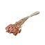Salmon-coloured Phalaris dried flowers | Length ± 65 centimetres | Weight ± 150 grams