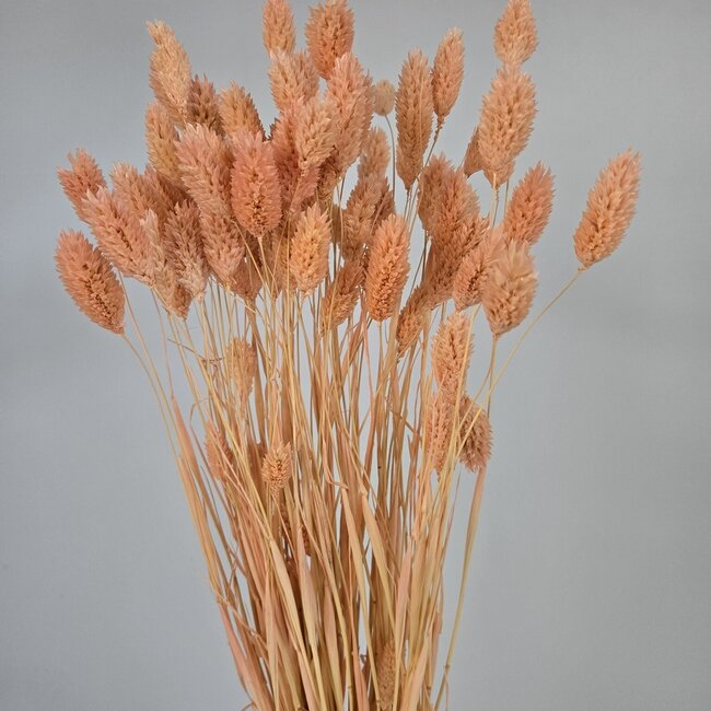 Zalmkleurige Phalaris droogbloemen | Lengte ± 65 centimeter | Gewicht ± 150 gram