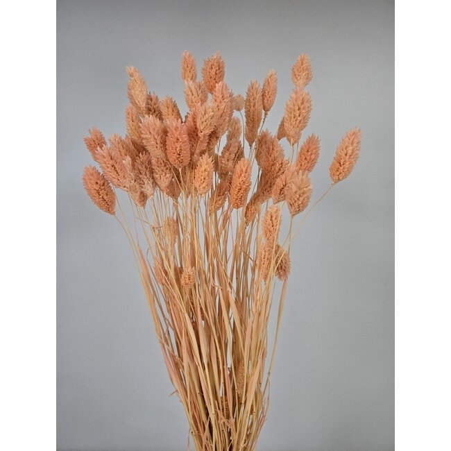 Salmon-coloured Phalaris dried flowers | Length ± 65 centimetres | Weight ± 150 grams