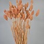 Phalaris séchées couleur saumon | Longueur ± 65 centimètres | Poids ± 150 grammes