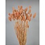 Salmon-coloured Phalaris dried flowers | Length ± 65 centimetres | Weight ± 150 grams