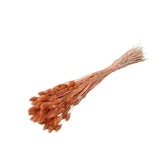 Casa Alegria Oranje Phalaris Naranja droogbloemen | Lengte ± 65 centimeter | Gewicht ± 150 gram