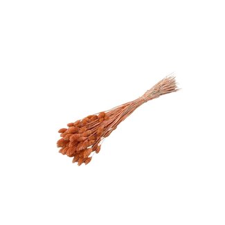Casa Alegria Orange Phalaris Naranja dried flowers | Length ± 65 centimetres | Weight ± 150 grams