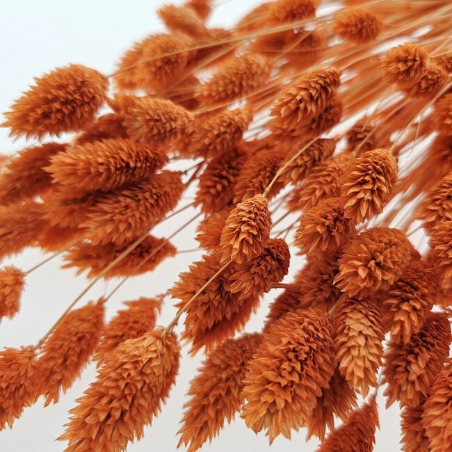 Phalaris Orange Naranja fleurs séchées | Longueur ± 65 centimètres | Poids ± 150 grammes