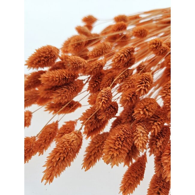 Orange Phalaris Naranja dried flowers | Length ± 65 centimetres | Weight ± 150 grams