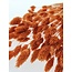 Orange Phalaris Naranja dried flowers | Length ± 65 centimetres | Weight ± 150 grams