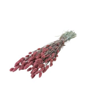 Dutch Dried Pink Phalaris dried flowers | Length ± 65 centimetres | Weight ± 150 grams