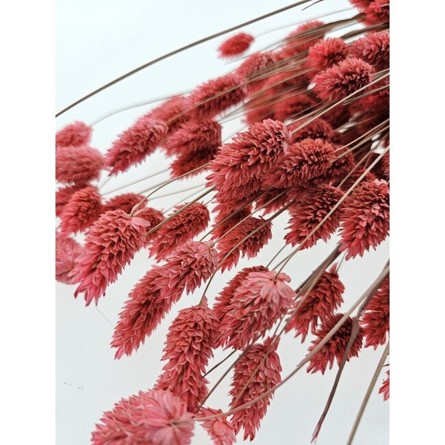 Pink Phalaris dried flowers | Length ± 65 centimetres | Weight ± 150 grams