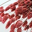 Roze Phalaris droogbloemen | Lengte ± 65 centimeter | Gewicht ± 150 gram
