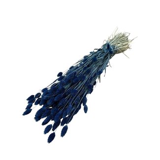 Dutch Dried Phalaris séchées bleu foncé | Longueur ± 65 centimètres | Poids ± 150 grammes