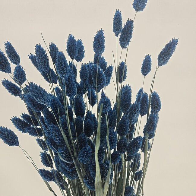 Donkerblauwe Phalaris droogbloemen | Lengte ± 65 centimeter | Gewicht ± 150 gram