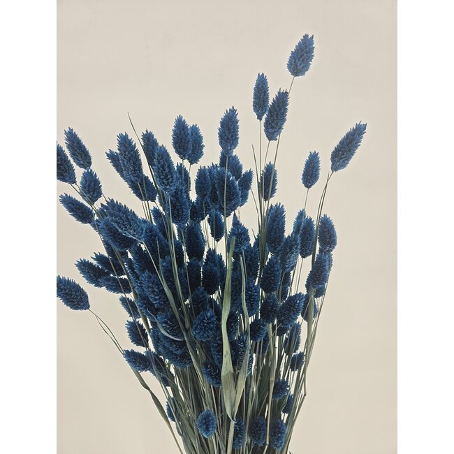 Dunkelblaue Phalaris Trockenblumen | Länge ± 65 Zentimeter | Gewicht ± 150 Gramm
