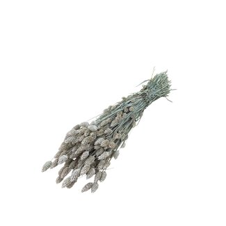Dutch Dried Frosted White Phalaris Trockenblumen | Länge ± 65 Zentimeter | Gewicht ± 150 Gramm