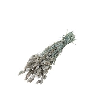 Dutch Dried Phalaris séchées blanches givrées | Longueur ± 65 centimètres | Poids ± 150 grammes