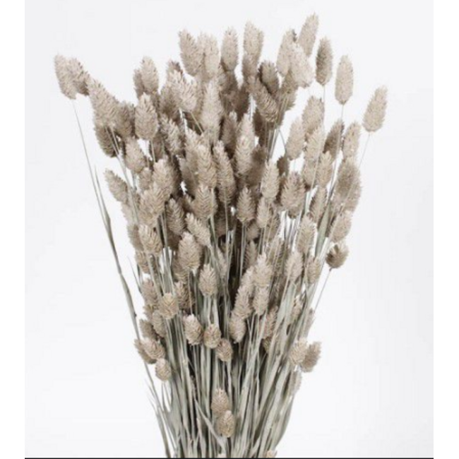 Frosted White Phalaris dried flowers | Length ± 65 centimetres | Weight ± 150 grams