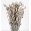 Frosted White Phalaris dried flowers | Length ± 65 centimetres | Weight ± 150 grams