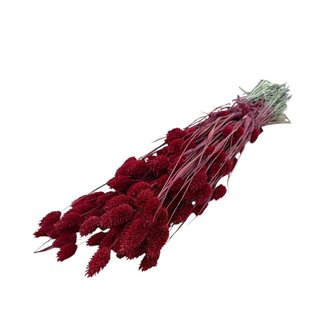 Dutch Dried Phalaris séchées rouges | Longueur ± 65 centimètres | Poids ± 150 grammes