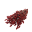 Red Phalaris dried flowers | Length ± 65 centimetres | Weight ± 150 grams