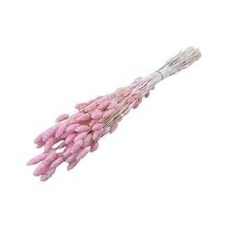 Casa Alegria Light Pink Phalaris Dried Flowers | Length ± 65 centimetres | Weight ± 150 grams