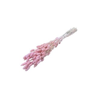 Casa Alegria Light Pink Phalaris Dried Flowers | Length ± 65 centimetres | Weight ± 150 grams