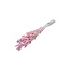 Light Pink Phalaris Dried Flowers | Length ± 65 centimetres | Weight ± 150 grams